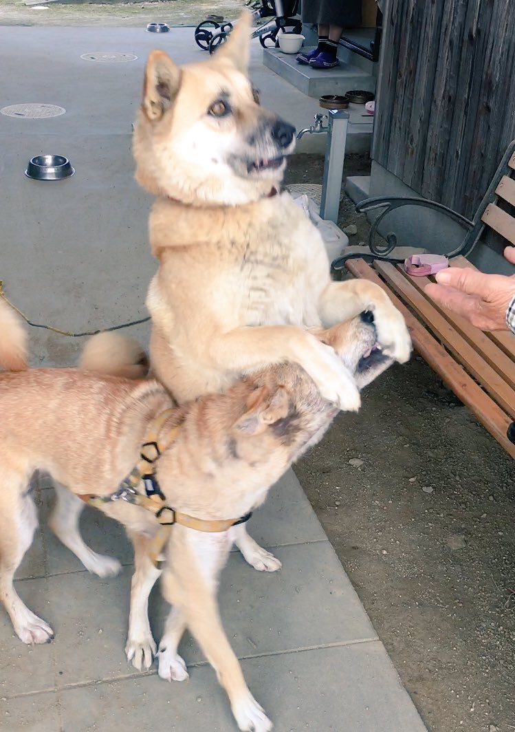 がくこ うちの犬を多くの方にケルベロスやオルトロスなどと呼んで頂けていますが ケンタウロスになったこともあります T Co R0jjril7fc Twitter