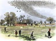 Coolscience12's tweet image. Nearly 5 billion passenger pigeons (Ectopistes migratorius) used to live in the NE United States before going extinct :(