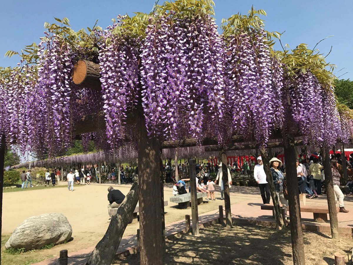 尾張津島藤まつり