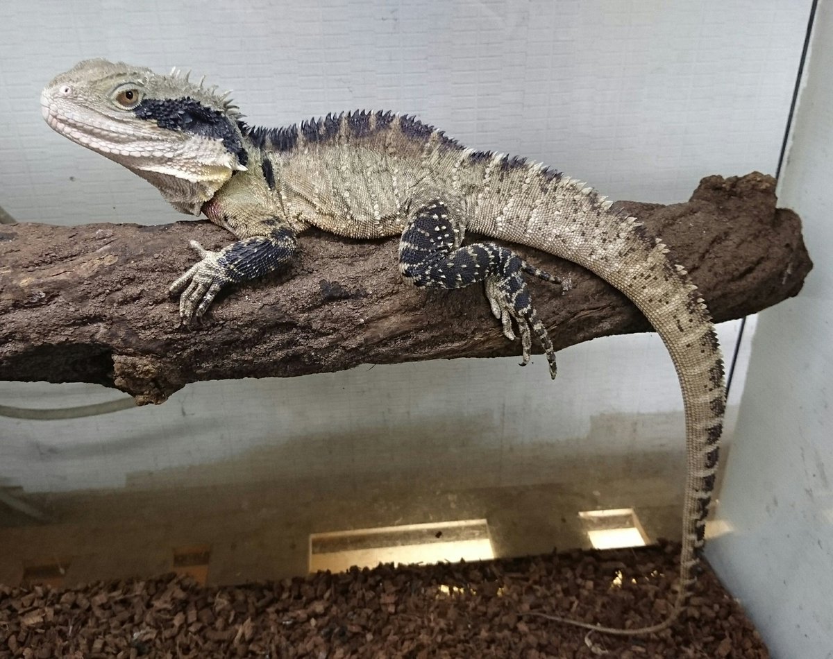 ヒガシウォータードラゴン♂(全長70cm)入荷！