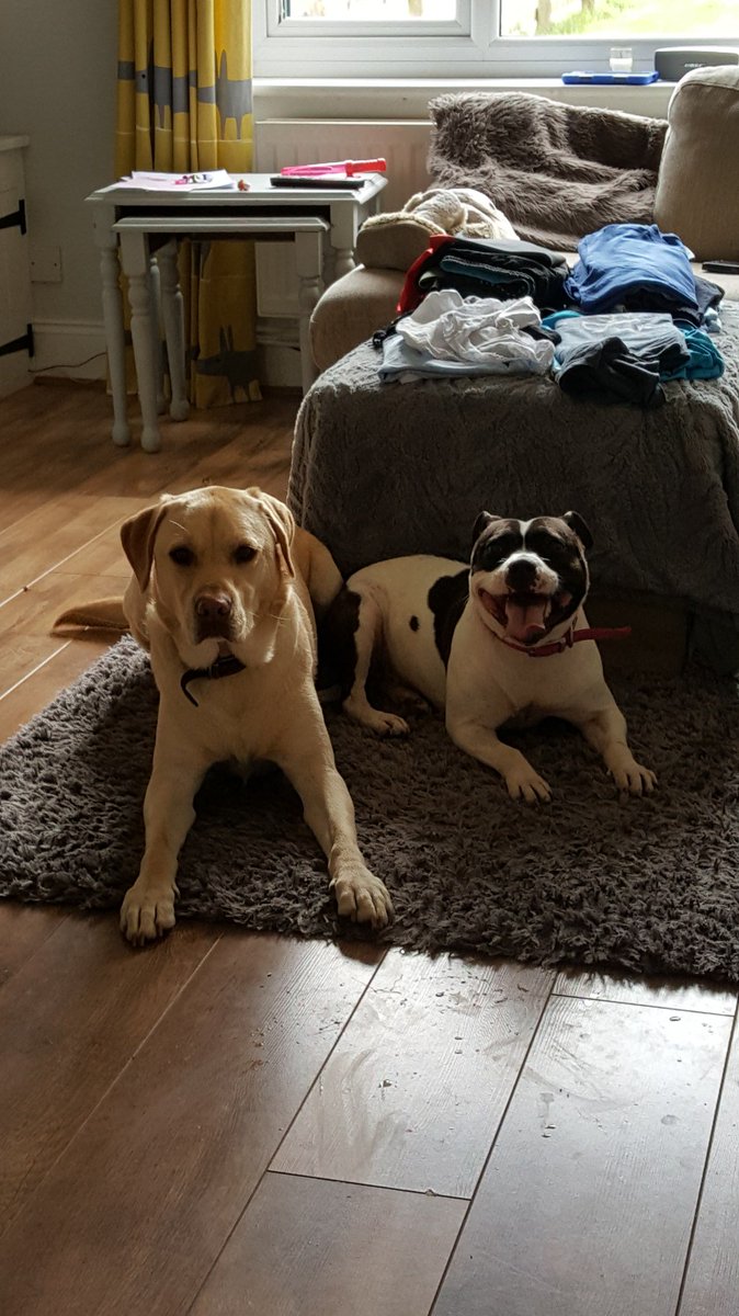 mumsmodulus's tweet photo. She has to sit for two minutes in front of the treat . I couldn't do that for a malteser https://t.co/LTrThxSbPc https://t.co/nnLjme16hw