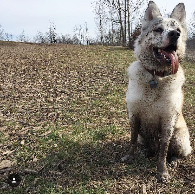 Indestructible Dog (@indestructibled) on Twitter photo Muddy paws = Good times! 💓🐾#Indestructibledog #mydogistough #dog #puppy Email us at support@indestructibledog.com for toy suggestions 🐕🐩 Muddy paws = Good times! 💓🐾#Indestructibledog #mydogistough #dog #puppy Email us at support@indestructibledog.com for toy suggestions 🐕🐩
