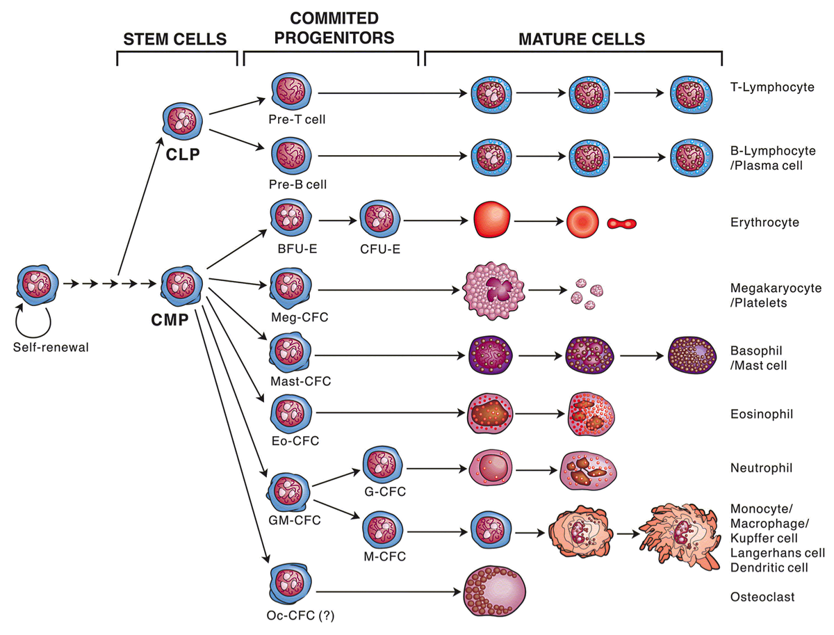 Развитие клеток крови. Гемопоэз схема кроветворения. Схема кроветворения стволовая клетка. Схема кроветворения гистология. Схема дифференцировки клеток эритропоэза.