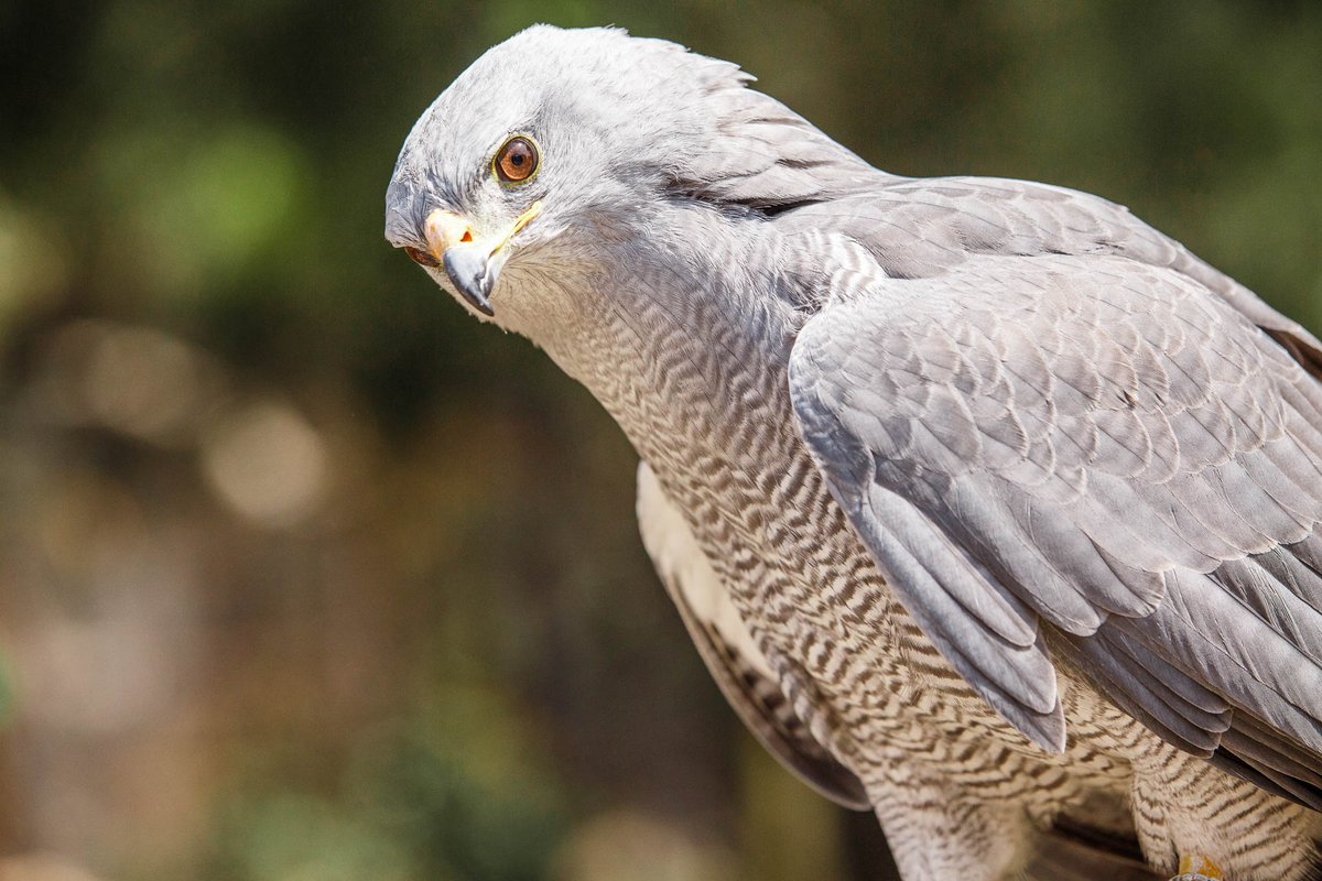 PlanVerdeCDMX's tweet photo. El 9 de mayo se conmemora el #DíaInternacionalDeLasAves con el objetivo de crear conciencia sobre la protección de las aves y sus hábitats🦆🦅 https://t.co/EMYYIu7N5L