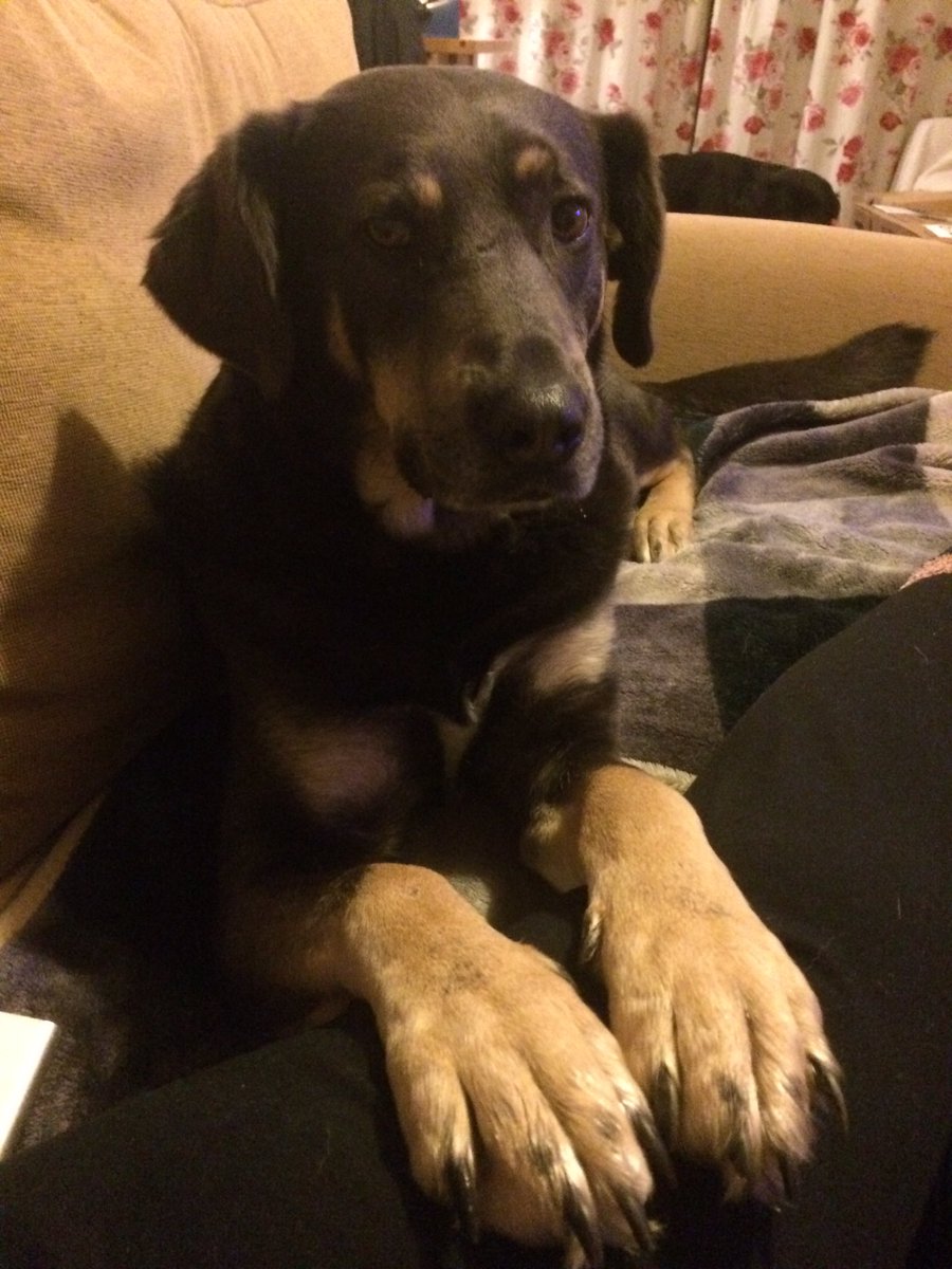 My love ❤️ #Eugene the #dog