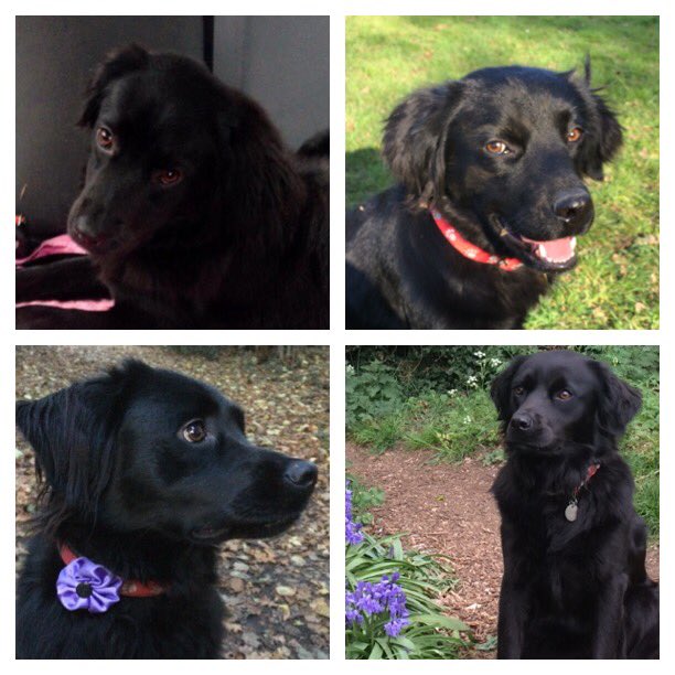 #dog #doglover #collie #labrador