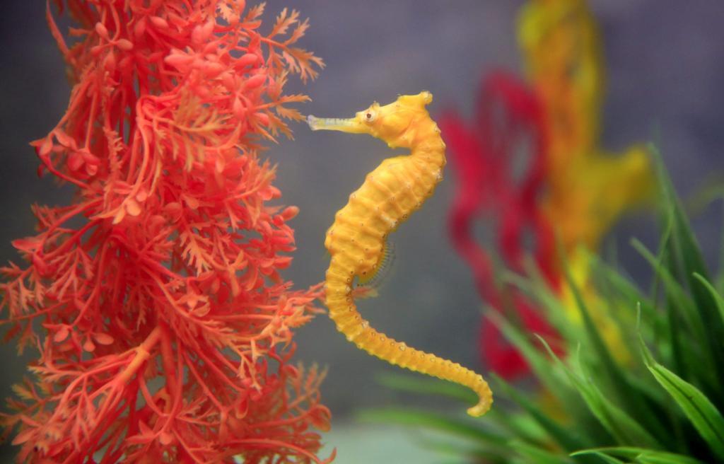 rokalomore's tweet photo. ¿Sabias que Los Caballitos de Mar mueren de amor? https://t.co/8zI3WWws16 by #PoeticaAcciones via @c0nvey https://t.co/gBMO3sv9bZ