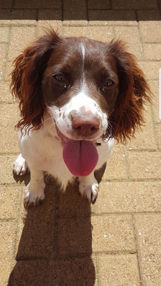 Scottishsearch's tweet photo. #TongueOutTuesday #trainingday #Lola #K9 #SearchDog #WorkingDogs #CheekyGirl #Springer #scotland #DogOfTheDay https://t.co/nsQP0xwoS9