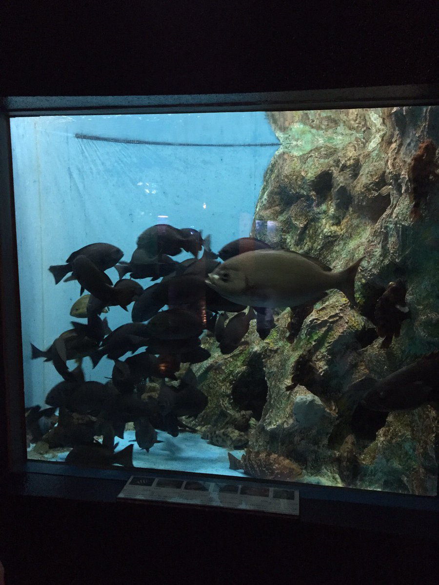 kyokyomar's tweet photo. 上越水族館の詰め込み方がえぐい https://t.co/BfOkC8vevM