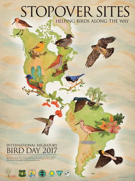 DesNatlForest's tweet photo. Happy International Migratory Bird Day! Celebrate by making your backyard a stopover site! #WMBD2017 #MigratoryBirds #birds https://t.co/J8k9KXt2fa