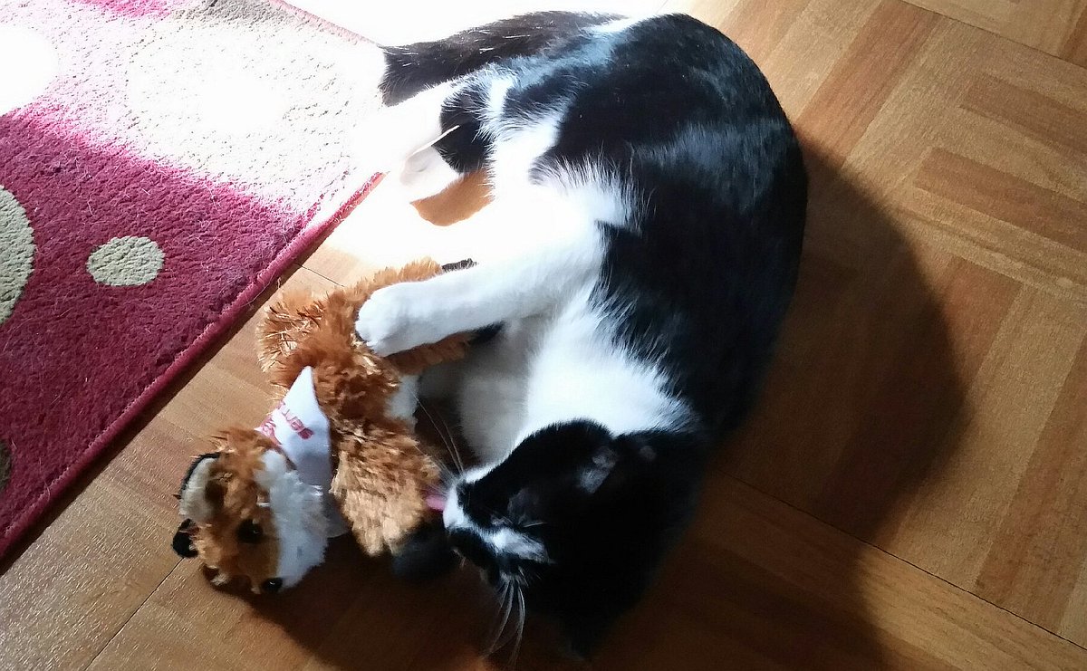 SannWood's tweet photo. My #RescueKitty #MamaMona cleaned her @semrush #SEMRushFox for an hour after delivered just in time for #MothersDay! #LoveatFirstSight #BFF https://t.co/QTMepIonyC