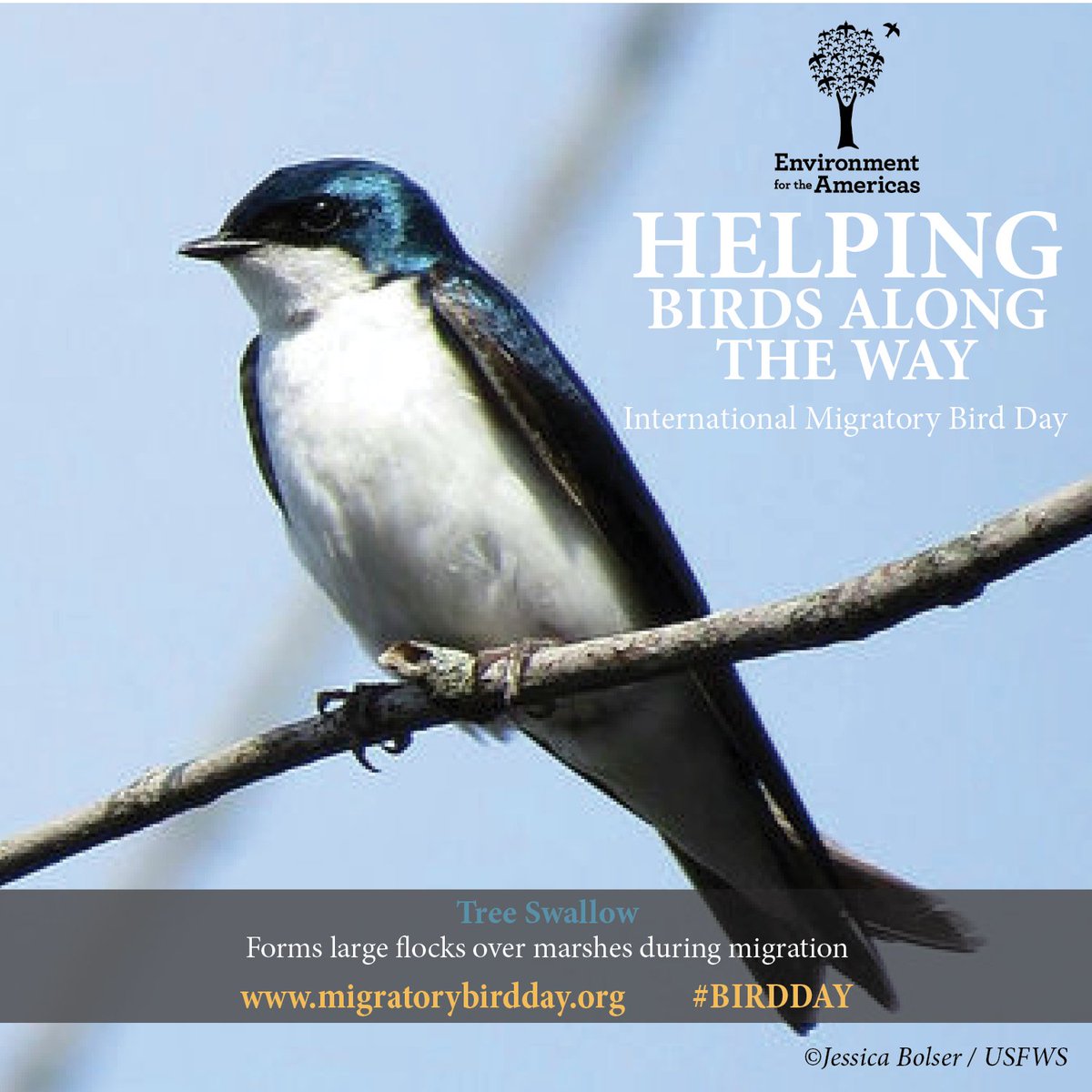 DesNatlForest's tweet photo. After breeding season, tree swallows gather just before sunset & form a dense, tornado-like flock above a marsh or grove of trees. #WMBD2017 https://t.co/cdIDRtZA2n