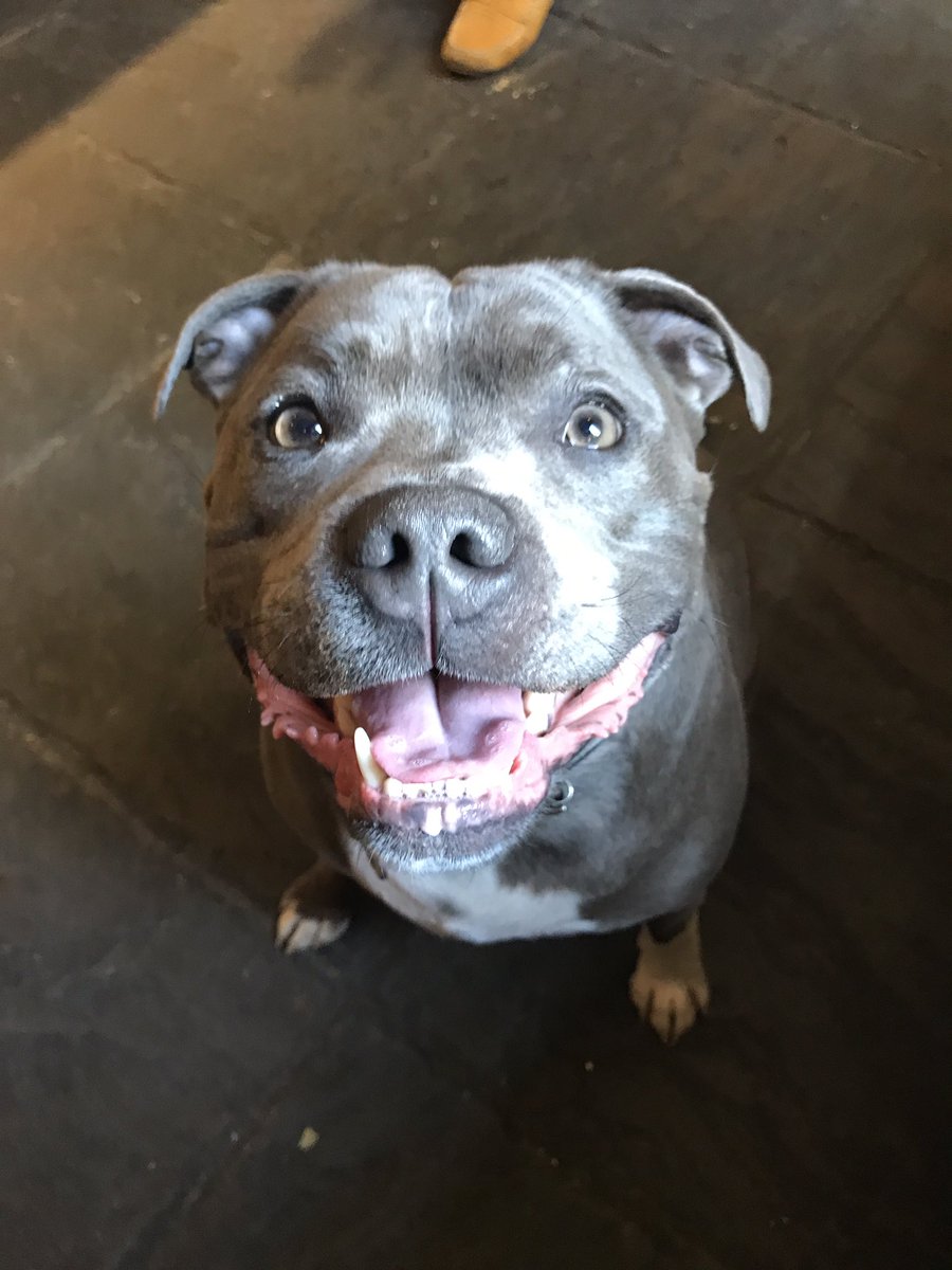 CrossKeysRode's tweet image. Dog friendly pub .. beautiful local Bubu .. @dogfriendfrome @ThePigGuide @ButcombeBrewery @FromeLife @dogfriendlybrit @PDN_BathBristol