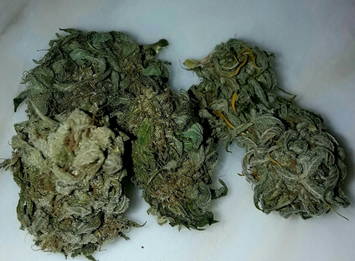 AdrycManellson's tweet photo. Weed Tarde Verde Mundo, Sea Feliz y Agradable, llena de #LosMejoresHumos de #LemonPieAuto de @GreenbudSeeds y de Alegría,
Paz y Semis;'-))) https://t.co/tdPznWHgwV