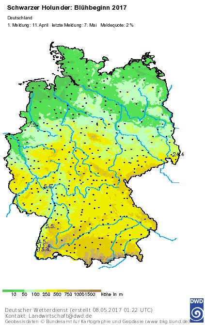 DWD_klima's tweet photo. Trotz #kühler #Temperaturen startet mit #Blühbeginn des schwarzen #Holunders im Westen und Süden bereits der #phänologische #Frühsommer! https://t.co/zgPa8FMFc4