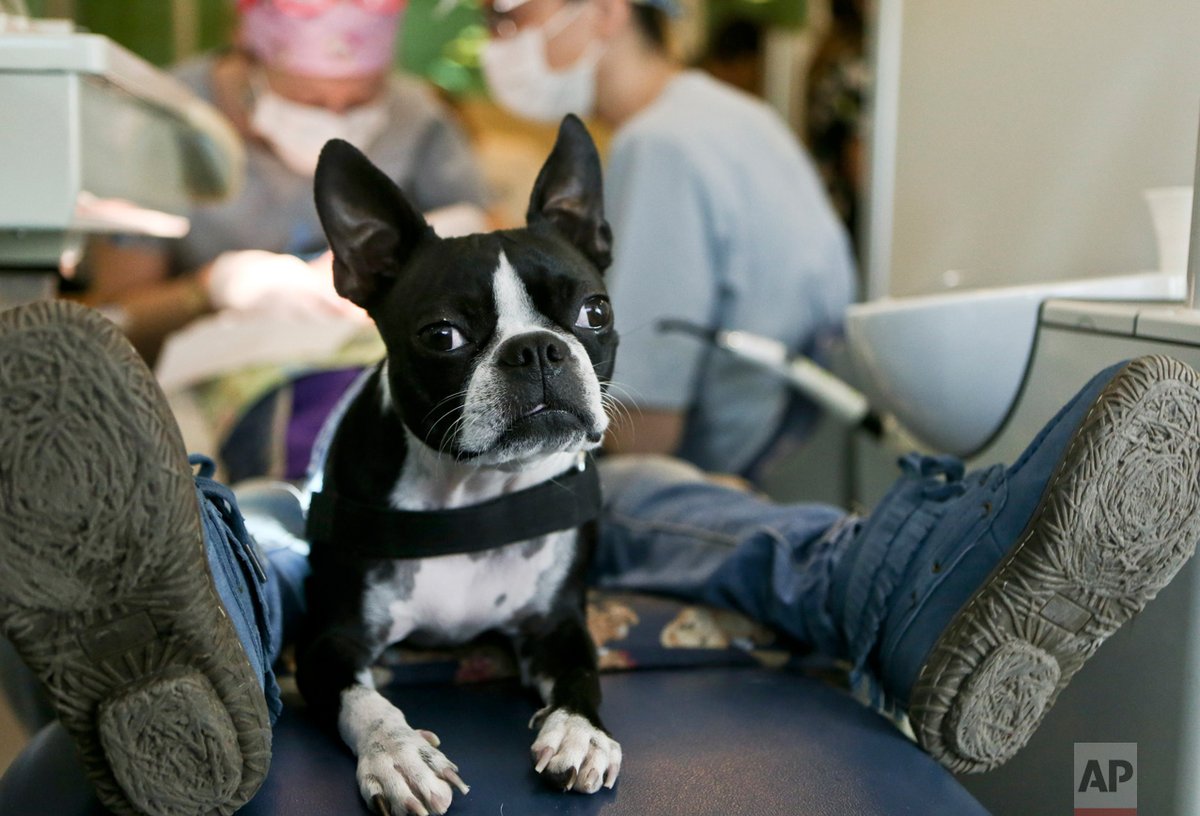 9jaBank's tweet photo. In Chile, dogs help kids with autism on their dentist visits: https://t.co/cVa7AEdubI by #SemanticEarth via @c0nvey https://t.co/mCnWu3xjjq