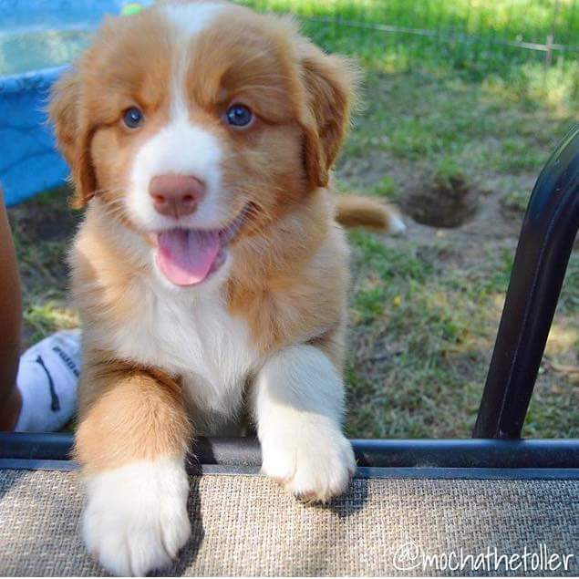 mviktil's tweet image. My poor Madi ♥ here's a picture of puppy