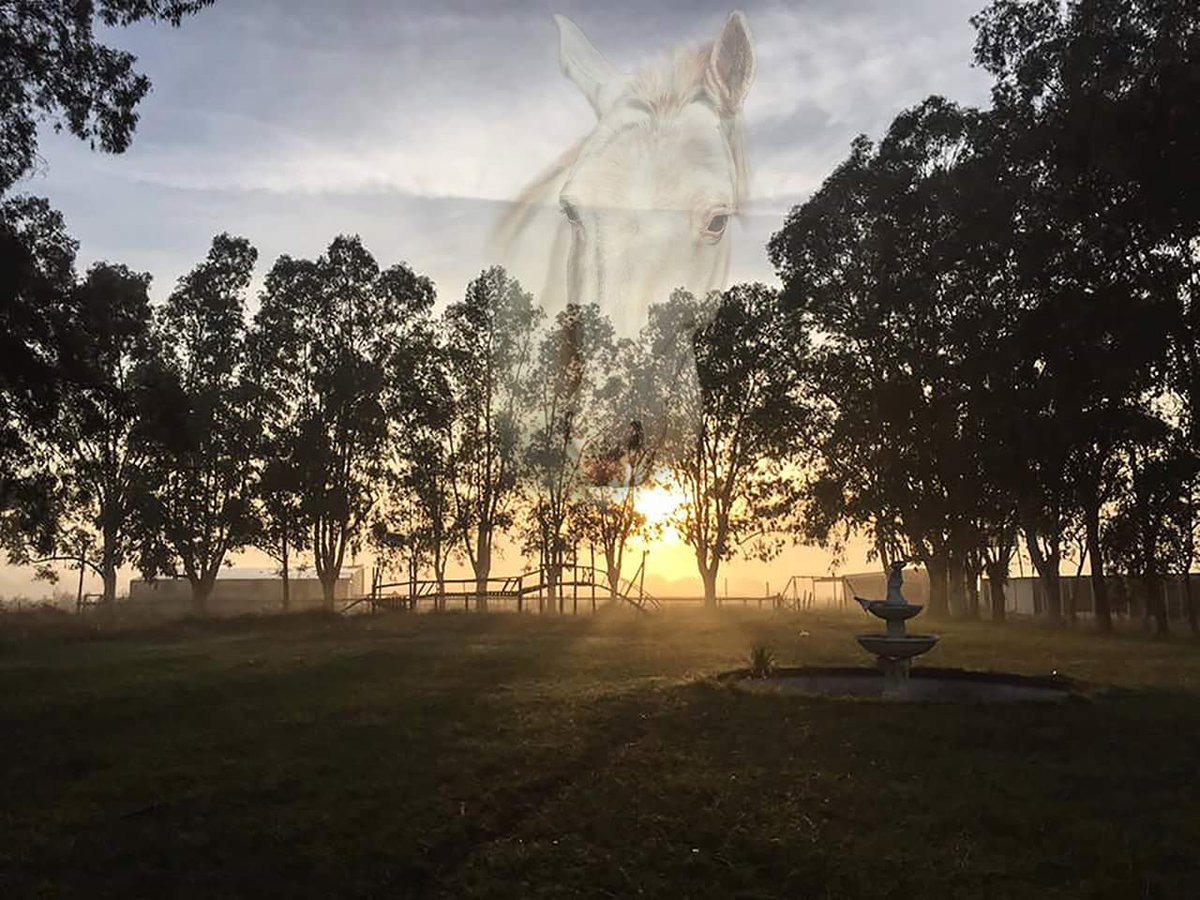 ACMA CABALLOS tweet media