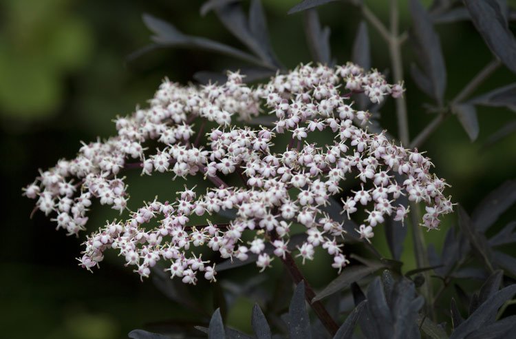 highlinenyc's tweet photo. #PlantoftheWeek Eva black elderberries are cultivated for jams, teas, syrups, and liqueurs such as St. Germain. https://t.co/WASZSeS5g7 https://t.co/EPt15sEELL