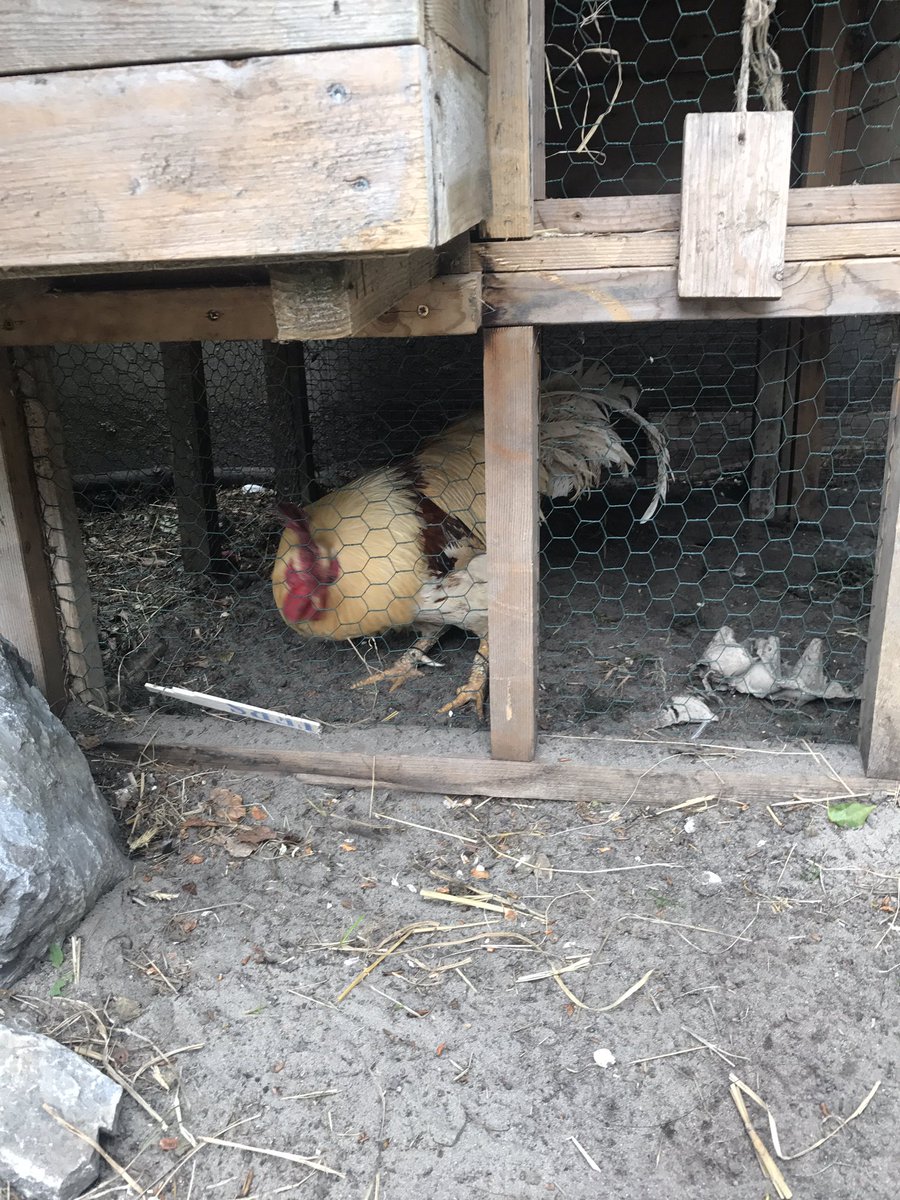 schipoholic's tweet photo. #kukel leeft nog... #mrfrankvisser bij de kinderboerderij https://t.co/BoPUJoQkki