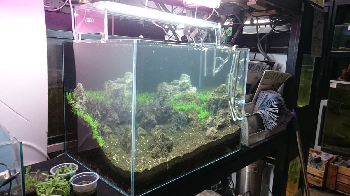 ユニアク Adaら部 店内6本目となる水草レイアウト水槽が遂に始動しました ๑ ㅂ و ナダレを防ぐために 傾斜のキツイ部分を重点的に水草 インディアンクラッスラ を植栽しました 前景は腐りかけのカスみたいグロッソを植えました たぶん復活して2