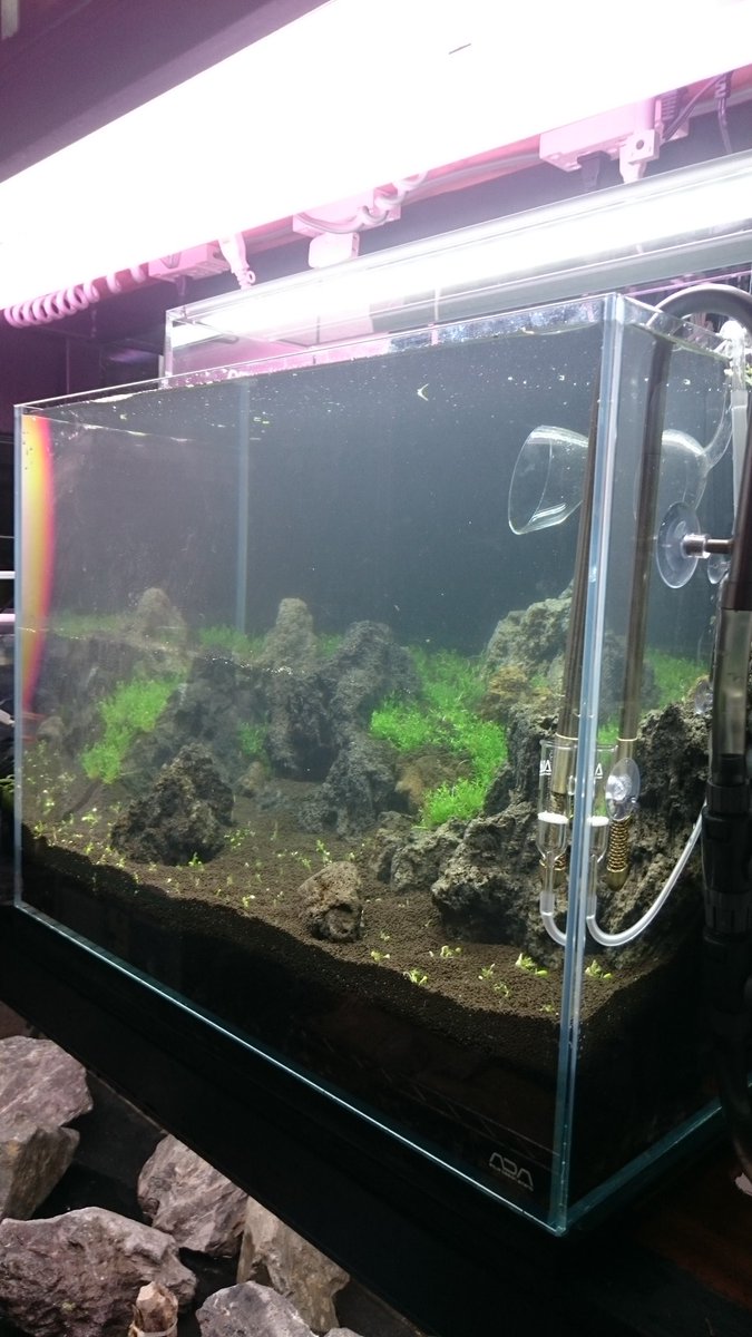 ユニアク Adaら部 店内6本目となる水草レイアウト水槽が遂に始動しました ๑ ㅂ و ナダレを防ぐために 傾斜のキツイ部分を重点的に水草 インディアンクラッスラ を植栽しました 前景は腐りかけのカスみたいグロッソを植えました たぶん復活して2