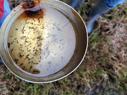 MrMosquitoATL's tweet photo. The world's deadliest animal lives in your backyard https://t.co/wfzuunZxs7 #GoodbyeMosquitoes #HelloYard https://t.co/GdFAmLozNU