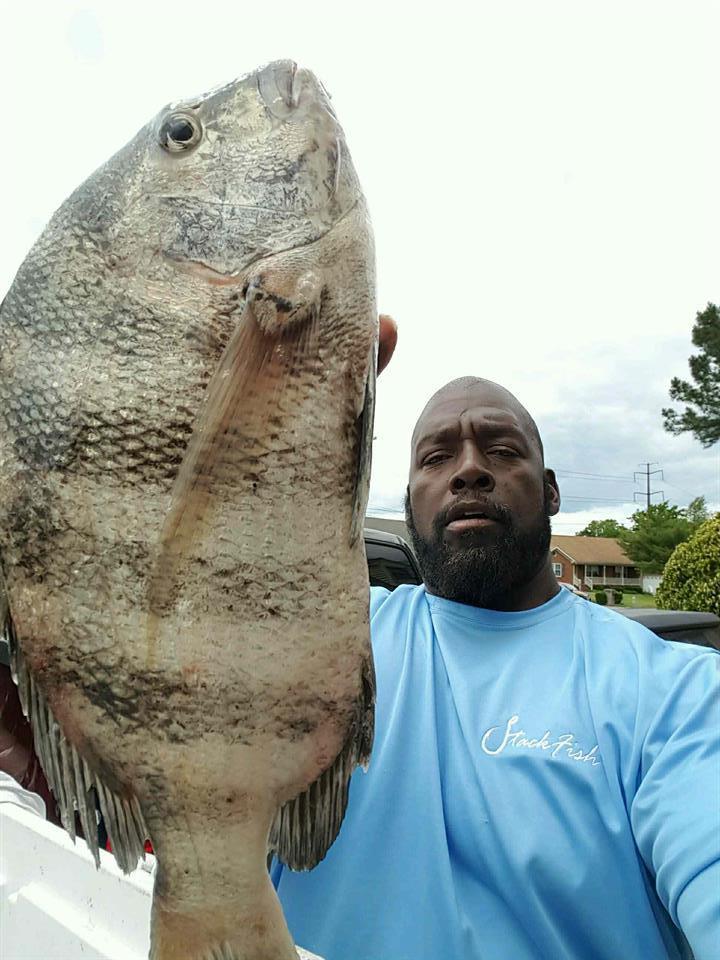 StackFishDotCom's tweet photo. Stackfish Crewmember William shares how he gets this Sheepshead into the cooler. https://t.co/WTalNDJDgK #fishing #stackfish https://t.co/kRUMjMZt95