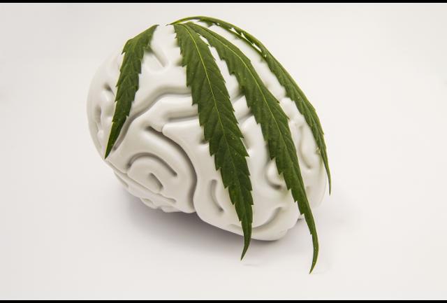 GreenLeafIntl's tweet photo. Daily dose of #cannabis may protect and heal the brain from effects of #aging. https://t.co/k4Rv5rH136 #marijuana https://t.co/5TxwxGATKO