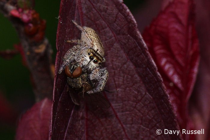 BugHavenBlog's tweet image. Jumping spiders are one of my favorite subjects to photograph in the garden.  Here's one munching on lunch (fly).