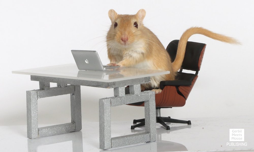 BaileyJThompson's tweet photo. Workin' hard!! #Gerbil @GerbMeetsMouse https://t.co/r1gHbUBFLl