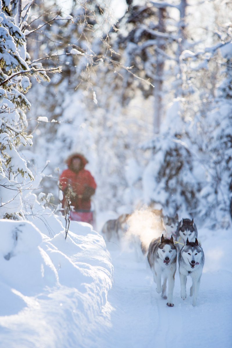 gabrieldorch's tweet photo. Sörbyn Lodge/Sörbyn Turism & Konferens AB #SwedishLapland @SwedishLapland
#TheScandiWay
Fredrik Broman/imagebank.sweden.se https://t.co/uL9GYrvKGY