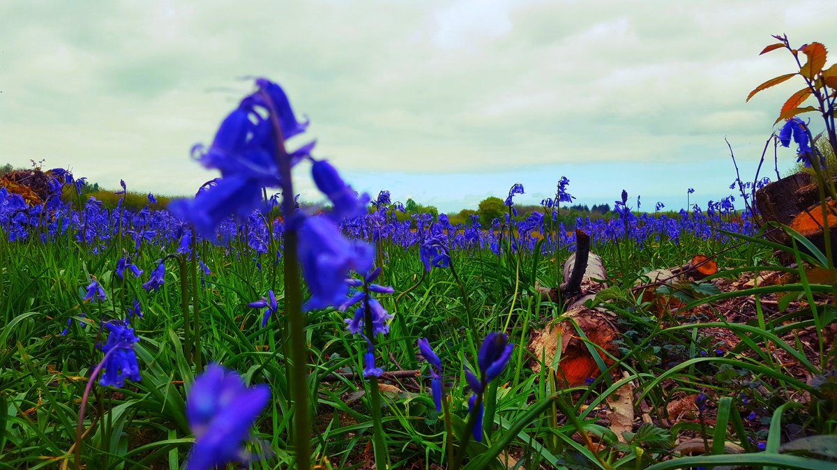 DeanSpinks1's tweet photo. @BBCWthrWatchers @VisitKent @bluebells @SimonParkinITV @bbcsoutheast https://t.co/Z7lriLxNO8