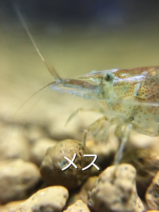 ミナミヌマエビのオスメスの色や大きさ 見分け方について 熱帯魚 淡水魚 海水魚の図鑑