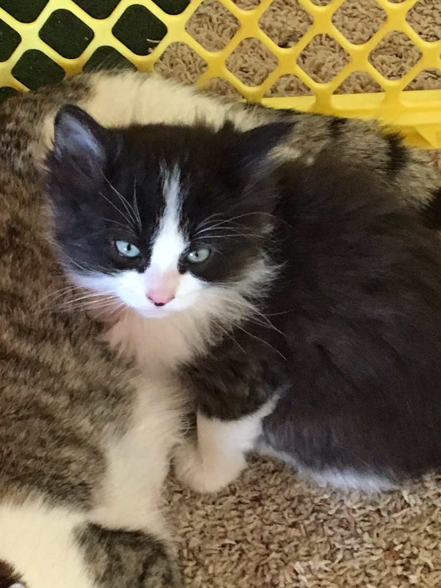 _jacquelynbrown's tweet photo. One week from today I get to start my life as a crazy cat lady with Otis😻 https://t.co/jOymCLhURP