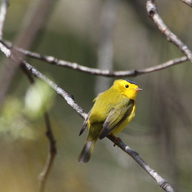 mleongkee's tweet photo. These little balls of sunshine w/ their black "toupées" have been popping up &amp; singing everywhere! 💛🖤🐤 #birdswithtoupees #springtimebirds https://t.co/wWh4PcmMn7