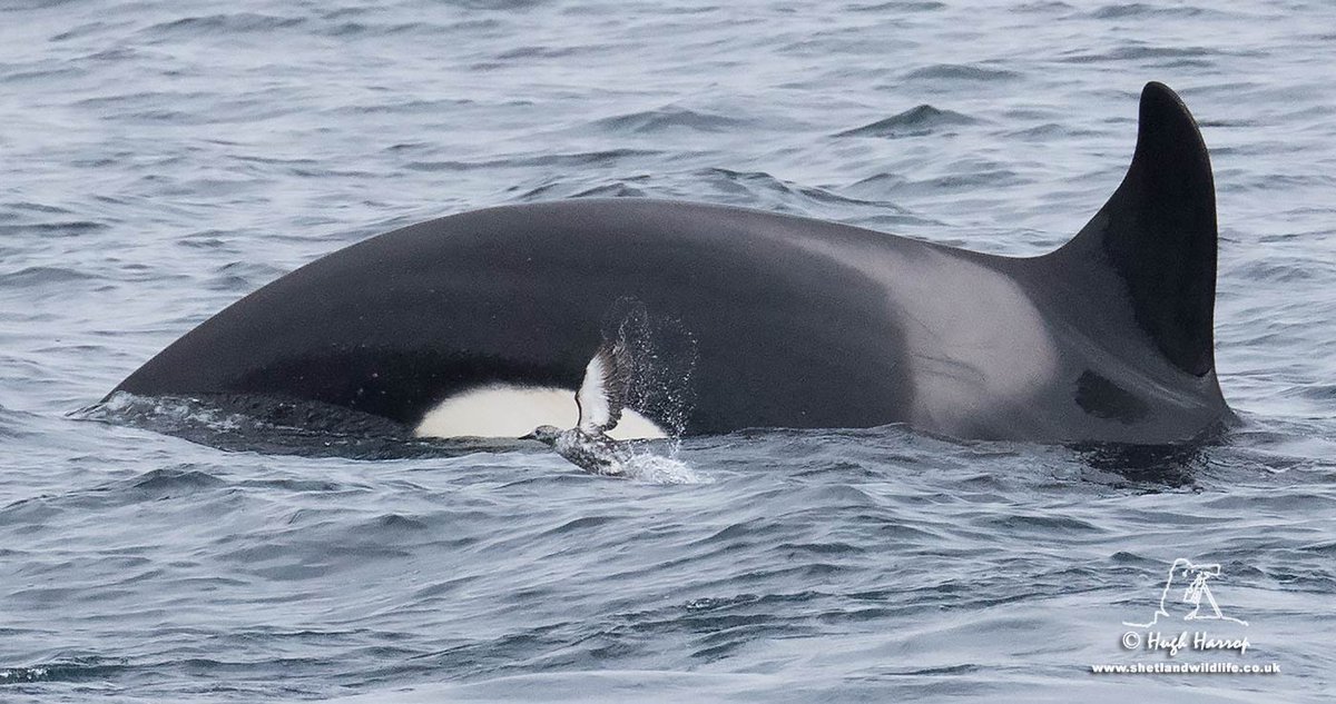 A Black Guillemot (known as a 'Tystie' here in Shetland) taking evasive action from an Orca! Photographed yesterday off Scatness, Shetland.