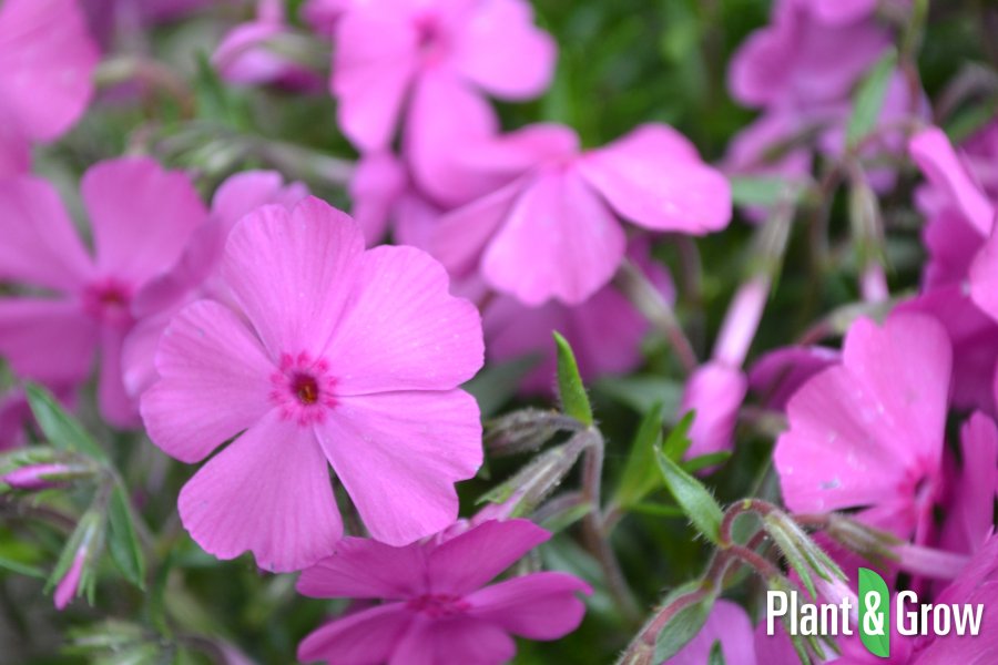 Momenteel volop in bloei, de Phlox subulata 'Mac Daniel's Cushion' . Wat een prachtige bloemenzee! goo.gl/CLz9Jb