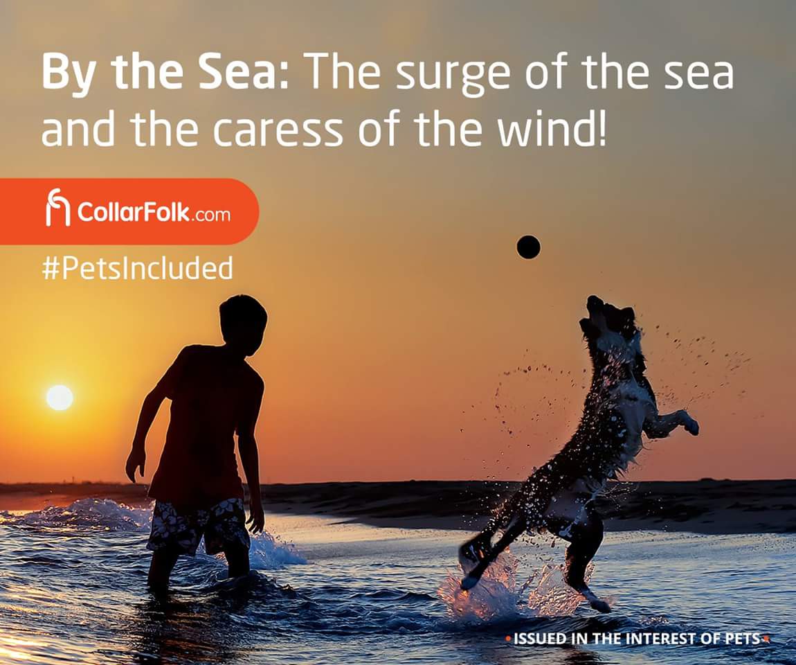 CollarFolk's tweet photo. Sip that cooler and watch your buddy chasing waves and throwing up sand in his wake. Book your #Vacation through  https://t.co/OsmBpdJHw2 https://t.co/xVkanF4jnI