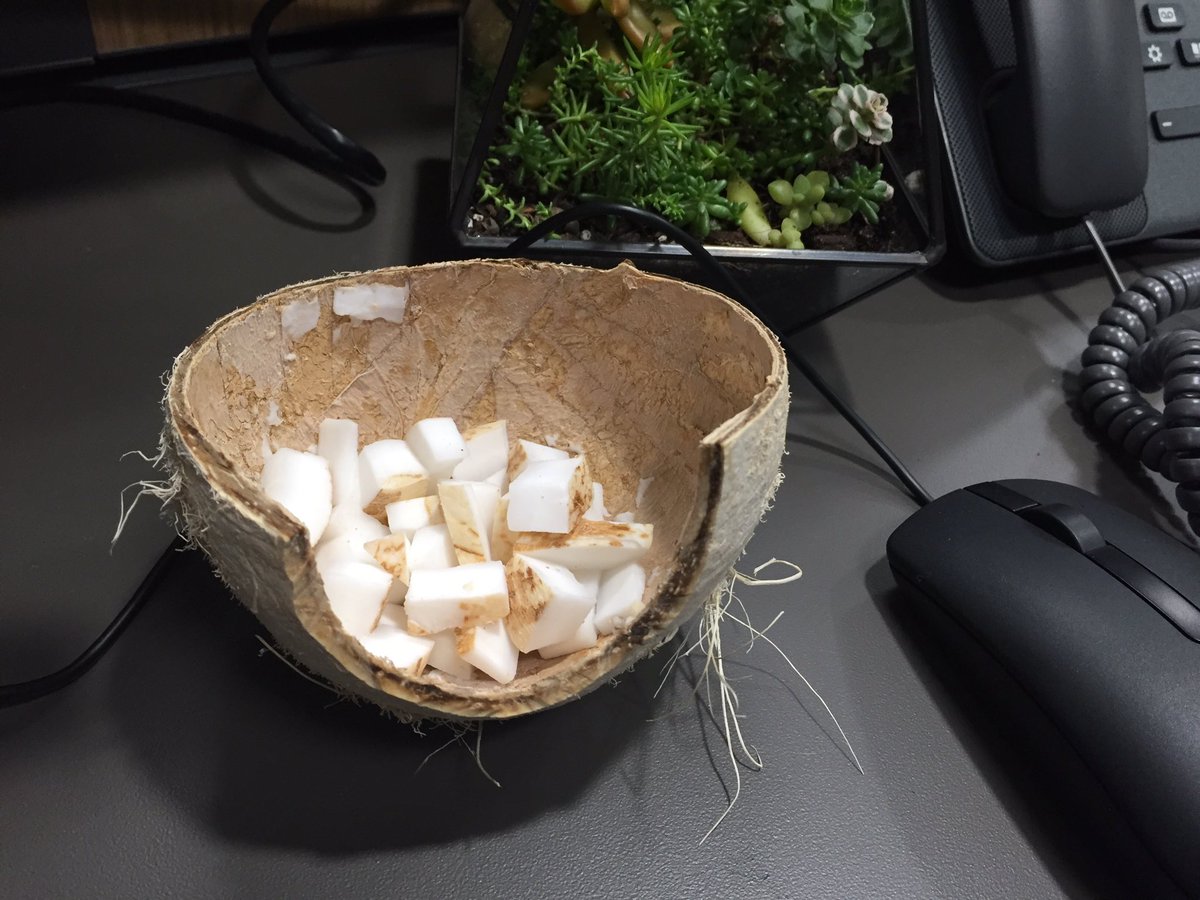 TxChrisHealth's tweet photo. Fresh coconut bits for my healthy snack of the day! #TuesdayThoughts #Health #nutrition https://t.co/n1m14vtvEZ
