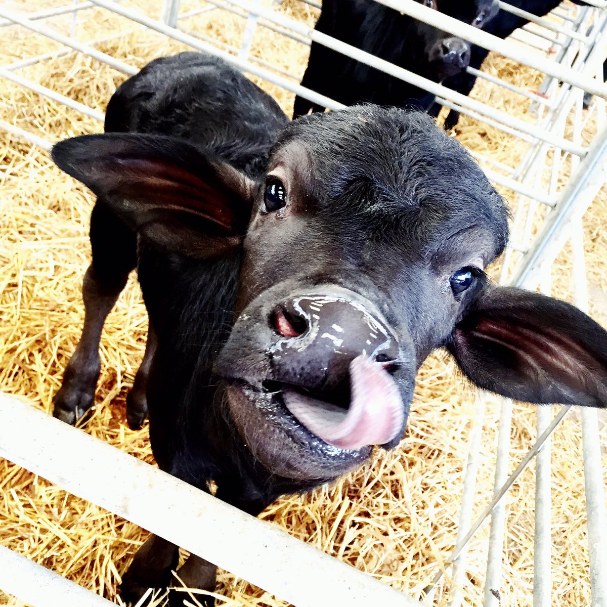 UnaMoir's tweet photo. Sooo cute #buffalocalf #buffalofarm #laverstokeparkfarm #gettingready #fullersfest #executingtheplan @Laverstoke @FullersKitchen @Fullers https://t.co/jrDDtnj5fk