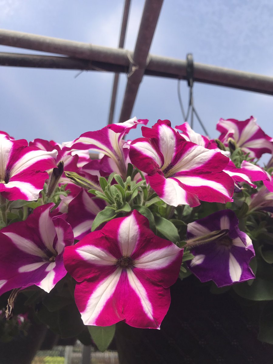 MicandyHD's tweet photo. Beauty Abounds! #nolilter Heading to @HomedepotMish @HDBentonHarbor @Homedepotjackso @homedepot2766 @MattCramer179 @kelly_mayhall @KOKOLGM https://t.co/LTwiL1uzZk