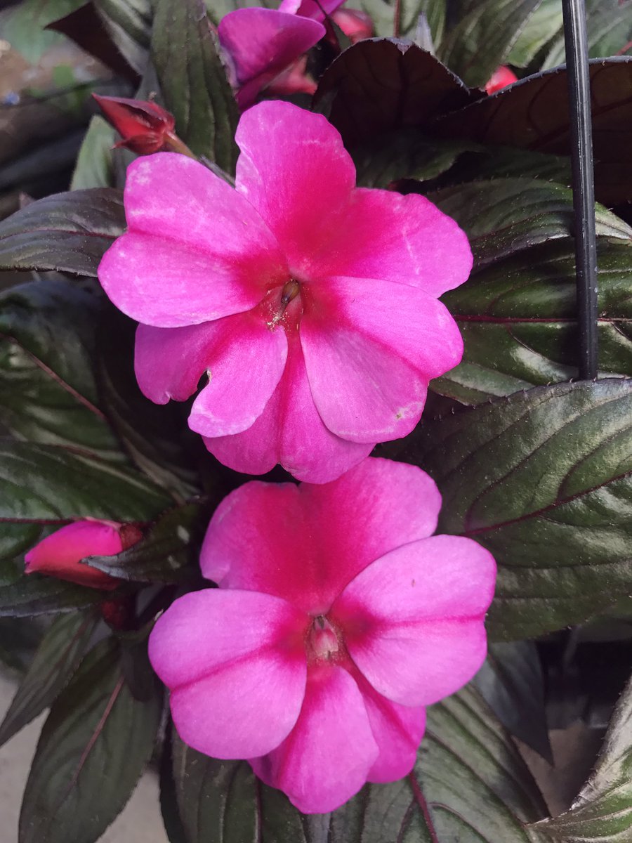 MicandyHD's tweet photo. Beauty Abounds! #nolilter Heading to @HomedepotMish @HDBentonHarbor @Homedepotjackso @homedepot2766 @MattCramer179 @kelly_mayhall @KOKOLGM https://t.co/LTwiL1uzZk