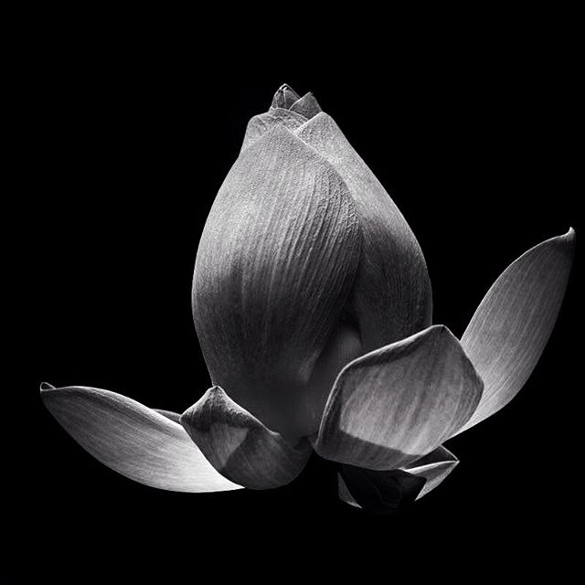ImagineinW's tweet photo. Glowing in the dark 😍  #jakarta #tuesday #travelgirl #bnwphotography #bnw #instagood #flower #whplightandshadow #monochrome #bnwmood https://t.co/T5WVFciUt9