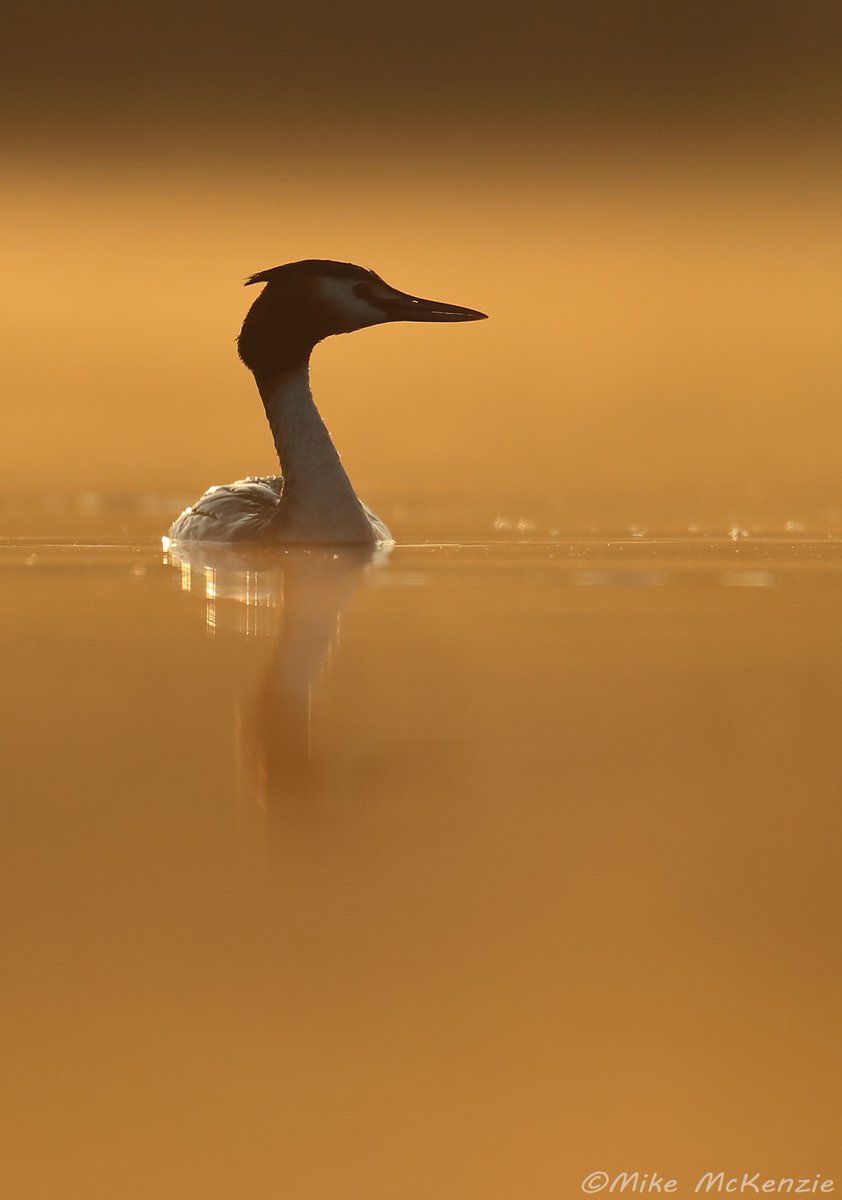 MikeMcKen8's tweet image. Great crested grebe @NatureUK @BBCSpringwatch @iNatureUK @wildlife_uk