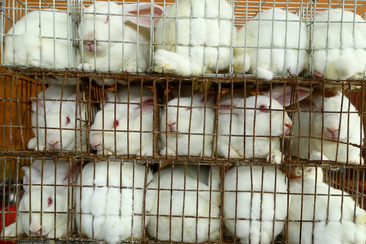 waynepacelle's tweet photo. Major anti-fur announcement from @Timberland, @TheNorthface, &amp; @VFCorp brands. No exotic leather or angora either.  https://t.co/Ujny08cGQe https://t.co/lRSNHVx9Rh