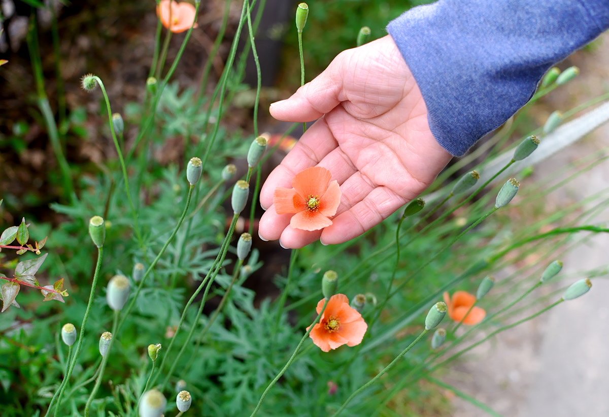 Twitter 上的 もも 動物病院前路上にて ここにもナガミヒナゲシ 雑草化して在来種や園芸種を脅かしてきたら当然駆除対象でいいが 他の外来種 同様に全滅させるのは不可能だろう 都市部のアスファルト 空き地や植え込みで彩を添えるこの花 私は好きだ T Twitter 上的 もも 動物病院前路上にて ここにもナガミヒナゲシ 雑草化して在来種や園芸種を脅かしてきたら当然駆除対象でいいが 他の外来種 同様に全滅させるのは不可能だろう 都市部のアスファルト 空き地や植え込みで彩を添えるこの花 私は好きだ T