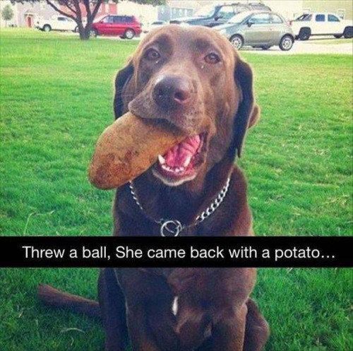 savethislifepet's tweet image. It's Tuesday, we can't all be on top of our game all the time.. #SaveThisLifeChip #PotatoesCount