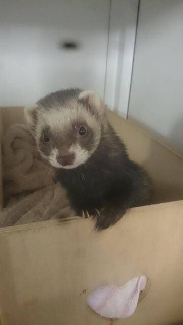 LlysNini's tweet photo. Meet Derrek &amp; Oreo
(Father &amp; Daughter) needing a home together @SWEveningPost @RSPCA_Cardiff @swanseasound @helenem06 @964thewave @NPTCVS https://t.co/PszZcf67ro
