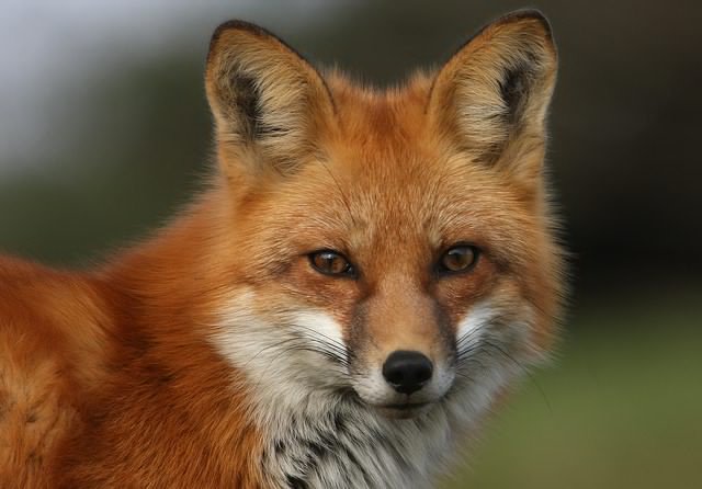 TreasuryMog's tweet image. So Mrs May wants to bring back #foxhunting No! No! No! RT to show support for #keeptheban